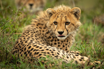Naklejka na ściany i meble Cheetah cub lies licking lips in grass