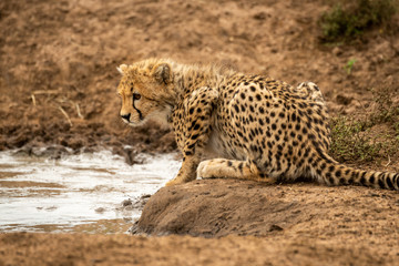 Cheetah cub lies by water facing left