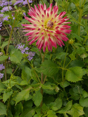 Tahiti Sunrise Dahlia,  Vibrant Color flowers