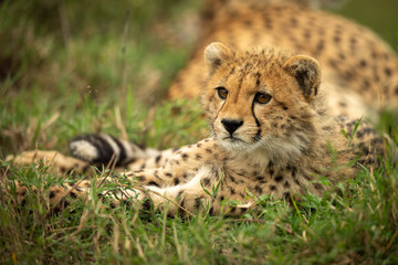 Cheetah cub lies in grass looking left