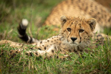 Cheetah cub lies in grass with catchlight