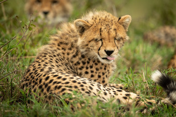Cheetah cub lies in grass licking lips