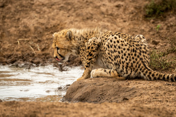 Fototapeta na wymiar Cheetah cub lies by water licking lips