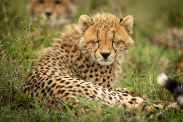 Naklejka na ściany i meble Cheetah cub lies with its eyes closed