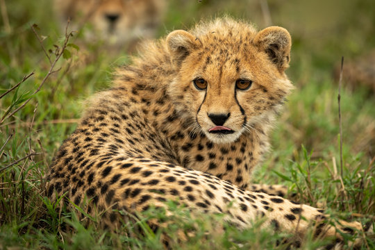 Cheetah cub lies licking lips in grass