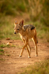 Black-backed jackal lifts paw trotting along track