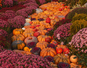 Autumn harvest. Pumpkins and flowers. Scenery