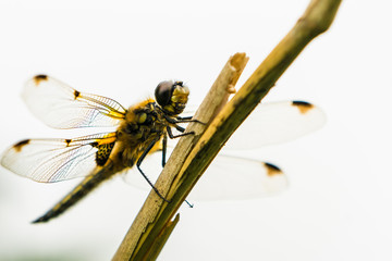 Close up of a Four-spotted Chaser Dragonflies (Libellula quadrimaculata) from below and high key - Powered by Adobe