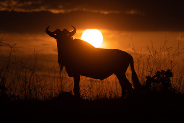 Blue wildebeest stands in silhouette at sunset