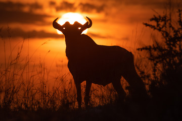 Blue wildebeest standing in silhouette against sunset
