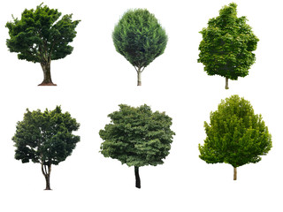Collection of  the tree Isolated on white background