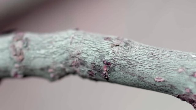 ants walking on a tree branch. Slow motion