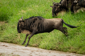 Blue wildebeest jumps into water from riverbank