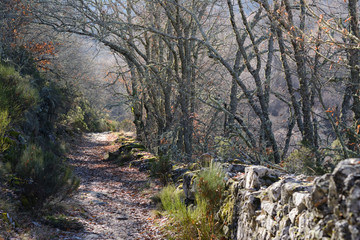 forest road between oak woods in the middle of autumn invites to morning walk