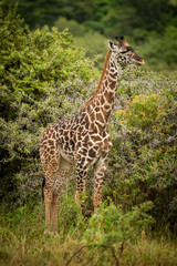 Baby Masai giraffe stands near thorn trees