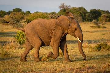 Fototapeta na wymiar African bush elephant runs across sunlit savannah