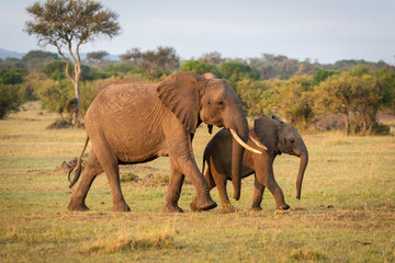 Naklejka na ściany i meble African bush elephant crosses savannah with calf