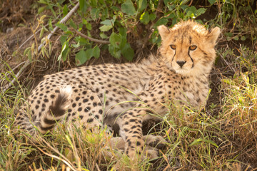 Cheetah cub lies under bush turning head