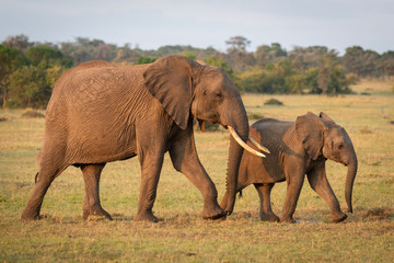 Naklejka na ściany i meble African bush elephant and calf cross grassland