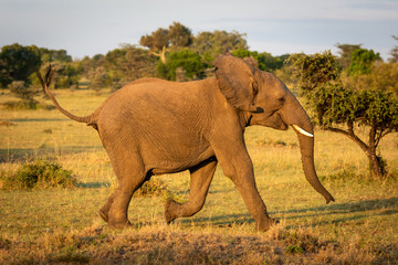 Fototapeta na wymiar African bush elephant runs through sunlit savannah