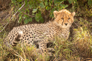 Fototapeta na wymiar Cheetah cub lies in shade of bush