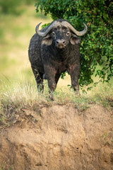 Obraz premium Cape buffalo stands facing camera on cliff