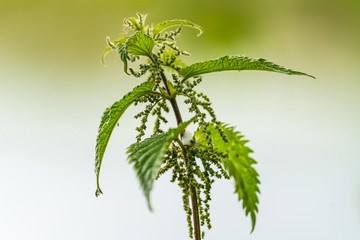 Close up of a stiging nettle (Urtica dioica)