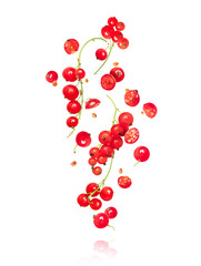 Branches of red currant in the air on a white backgroun