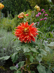 Tahiti Sunrise Dahlia,  Vibrant Color flowers