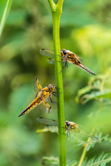 Four-spotted Chaser Dragonflies (Libellula quadrimaculata) sheltering from rain