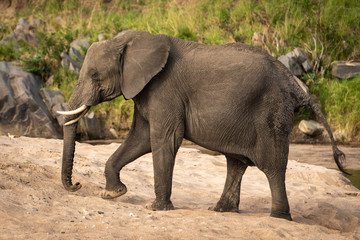 African bush elephant crosses sand beside river