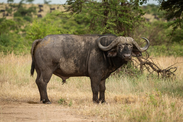 Kaapse buffel staat in het gras en draait zich om