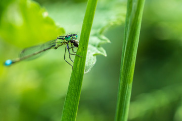 Blue-tailed Damselfly infuscans (Ischnura elegans) eating a bug