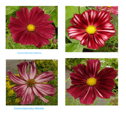 Collection of Cosmos flowers pictures