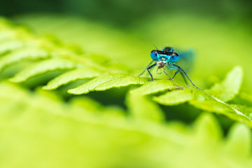 Close up of a Blue-tailed Damselfly infuscans (Ischnura elegans) eating a bug