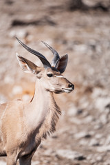 Young Kudu Bull Etosha 