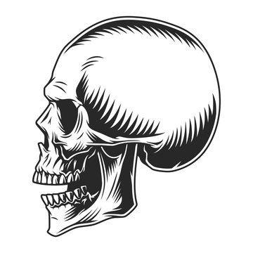 Human Skull Profile Position