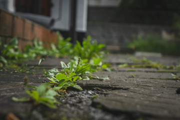 Green weeds break through cracks in black asphalt