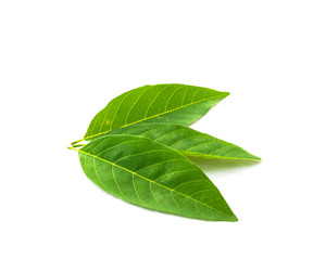 Obraz premium Studio shot three fresh green sugar-apple leaves isolated on white