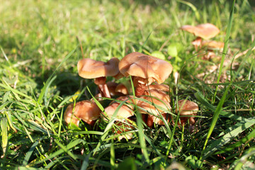 Honey mushrooms in the green grass in autumn