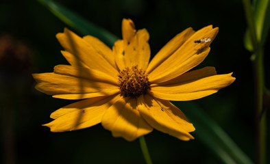 Coreopsis grandiflora Mädchenauge