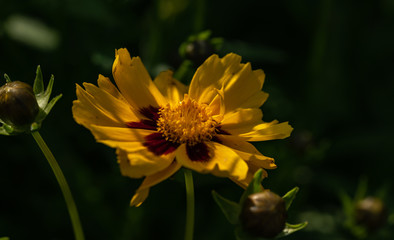 Coreopsis grandiflora Mädchenauge