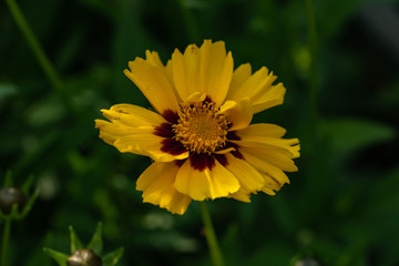 Coreopsis grandiflora Mädchenauge