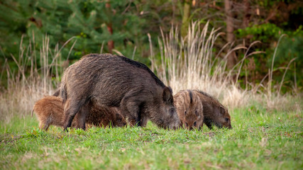 Wild boar, sus scrofa, herd of female wild sow and little stripped piglets feeding on a green grass...