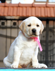 the labrador puppy on a blue background