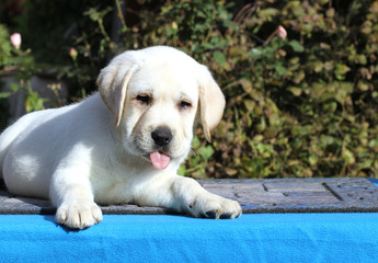 cute labrador puppy on a blue background