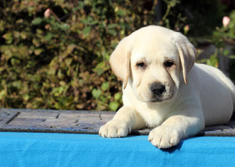 labrador puppy on a blue background