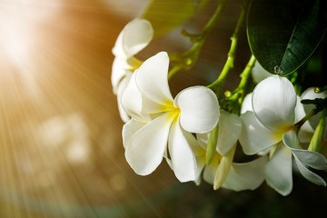 Beam of light with tropical white plumeria flowers