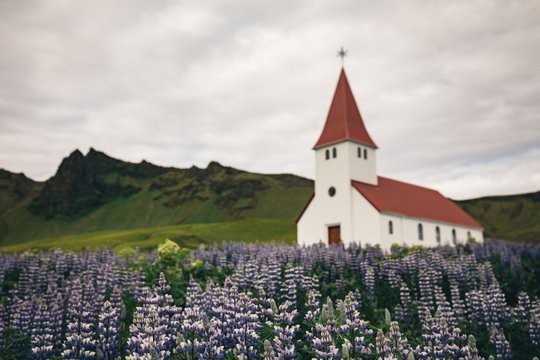 Splendid view of Vikurkirkja christian church in blooming lupine flowers. Scenic image of most popular tourist destination. Location: Vik village in Myrdal Valley, Iceland, Europe. © Ji
