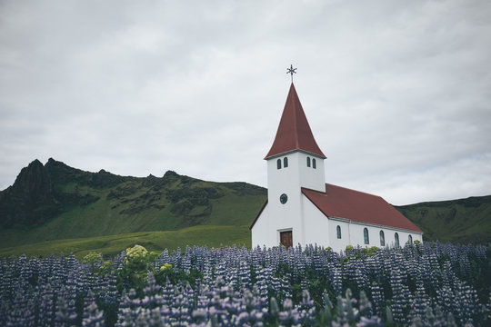 Splendid view of Vikurkirkja christian church in blooming lupine flowers. Scenic image of most popular tourist destination. Location: Vik village in Myrdal Valley, Iceland, Europe.